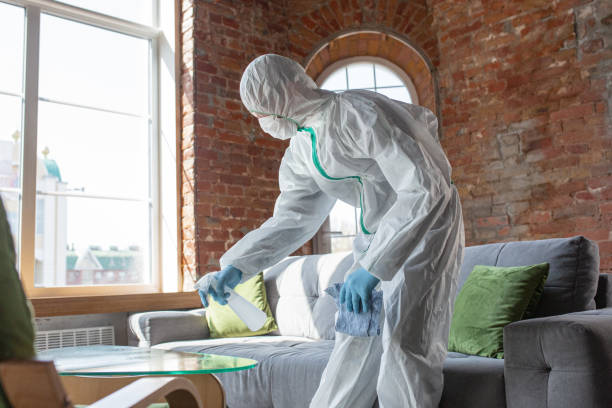 Best Black Mold Removal  in Lomita, CA